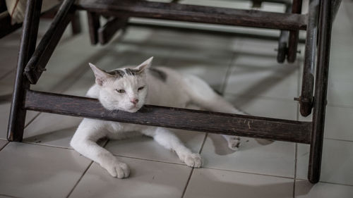 Cat lying on tiled floor below table