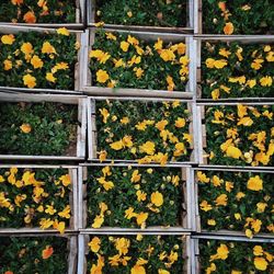Full frame shot of yellow flowers blooming at nursery
