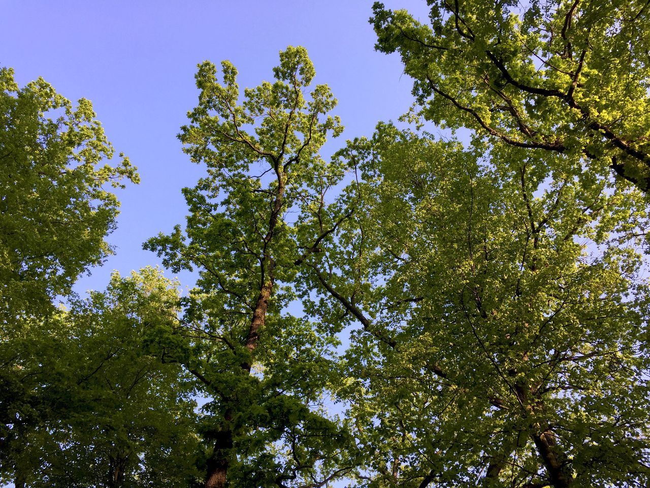 LOW ANGLE VIEW OF TREES AGAINST SKY