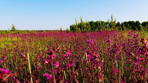 Purple flowering plants on field against sky