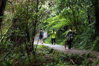 Rear view of people hiking in forest