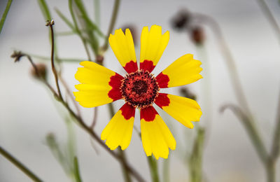 Close-up of yellow flower