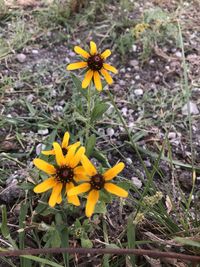 Close-up of yellow flowering plant on field