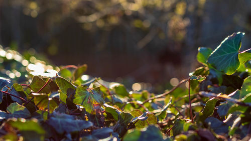 Close-up of plant