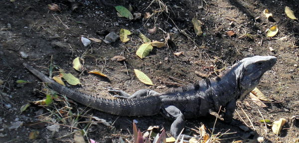 Side view of reptile on ground