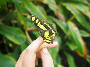 Close-up of butterfly on hand