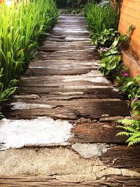 Footpath amidst plants