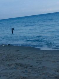 View of birds on beach