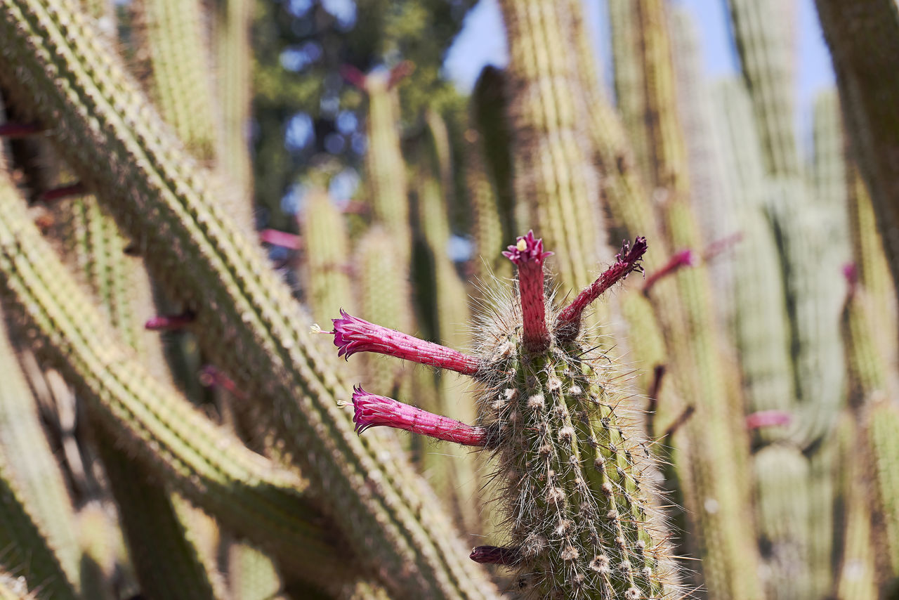 CLOSE-UP OF SUCCULENT PLANTS