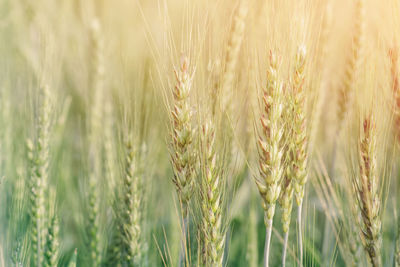 Close-up of wheat growing on field