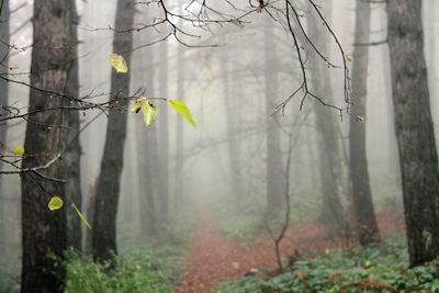 Trees growing in forest