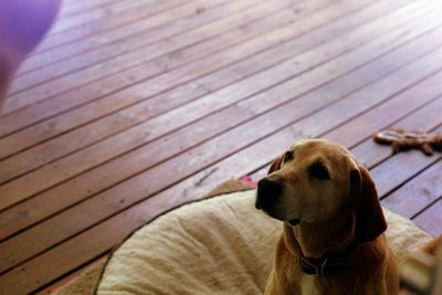 Close-up of dog sitting on floor