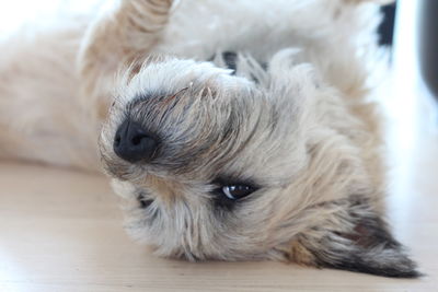 Close-up of cairn terrier lying down on floor