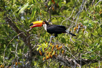 Close-up of bird perching on tree