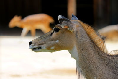 Close-up of deer in zoo