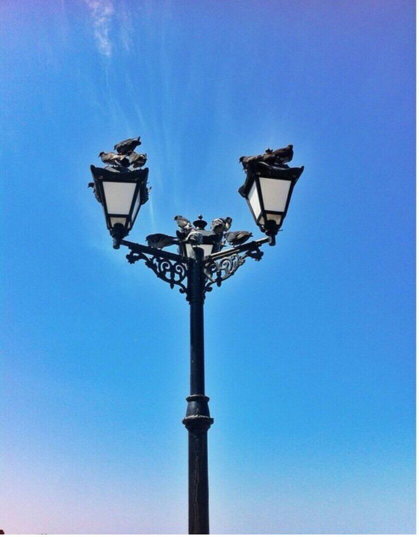 street light, lighting equipment, low angle view, blue, clear sky, lamp post, copy space, high section, electric light, growth, scenics, day, outdoors, tall - high, nature, gas light, no people, treetop, lamppost, turquoise, beauty in nature, tranquility, tranquil scene