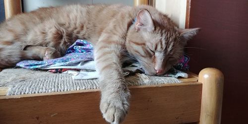 Close-up of cat sleeping at home