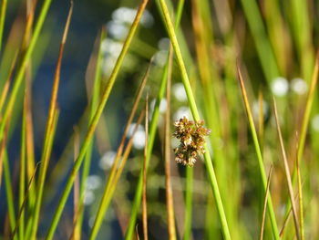 Close-up of flowering plant on field