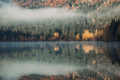 Scenic view of lake in forest