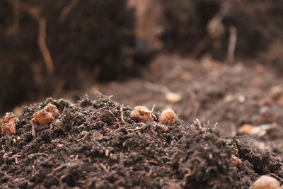 Close-up of ant on field