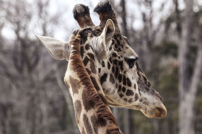 Close-up of a giraffe