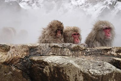 Monkeys in hot spring during winter