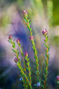 Close-up of purple flowers