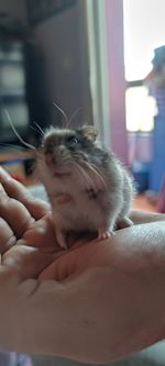 Midsection of person holding cat