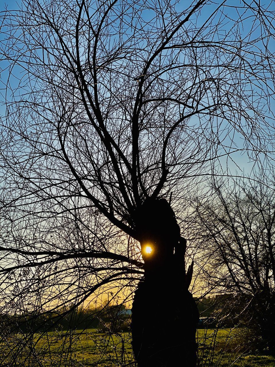 SILHOUETTE MAN STANDING BY BARE TREE AGAINST SKY