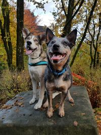 Portrait of dog sticking out tongue