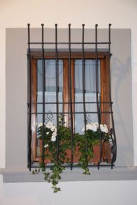 Potted plants on window of building