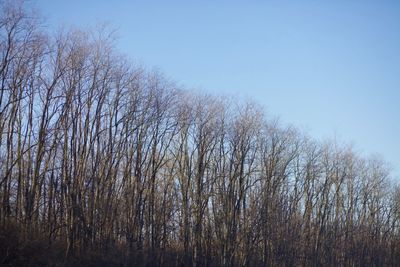 Trees against clear blue sky