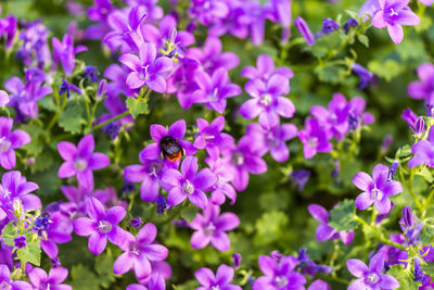 Close-up of bee pollinating purple flowers