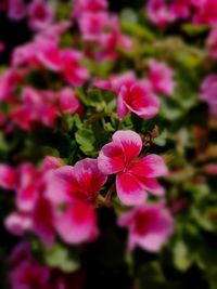 Close-up of pink flowering plant