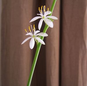 Close-up of flower blooming outdoors