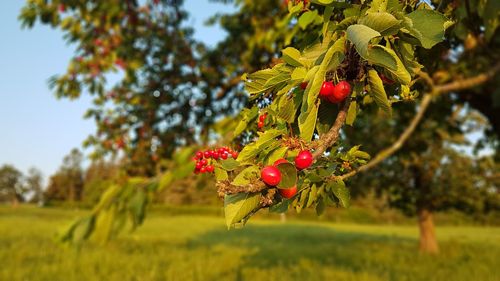 Close-up of red berries growing on tree