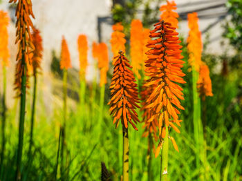 Close-up of orange flowering plants on field