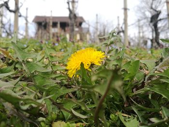 Close-up of yellow flowers blooming outdoors