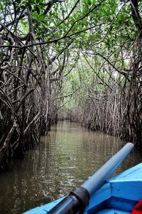 River amidst trees in forest