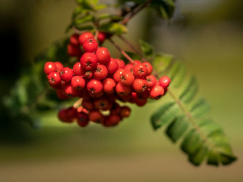 Close-up of cherries growing on tree