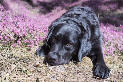 Close-up of black dog lying on field