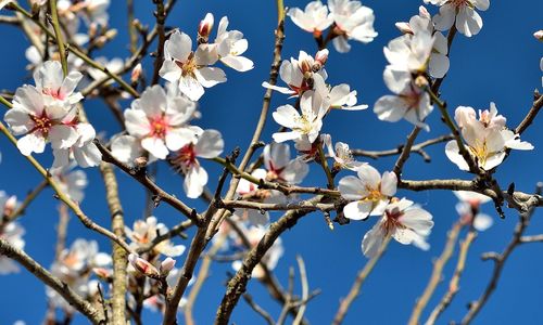 Low angle view of white flowers blooming on tree