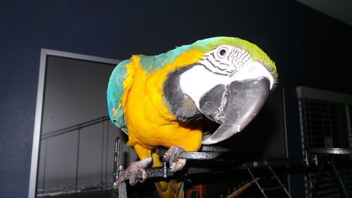 Close-up of parrot perching on yellow umbrella