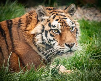Close-up of a tiger 
