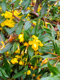 Close-up of yellow flowers