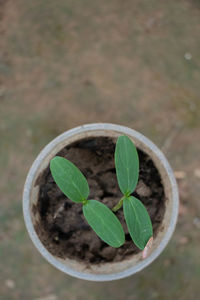 High angle view of small potted plant