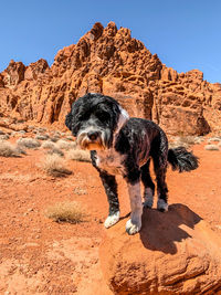 Dog standing in a desert