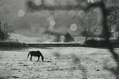 View of dog on field during winter