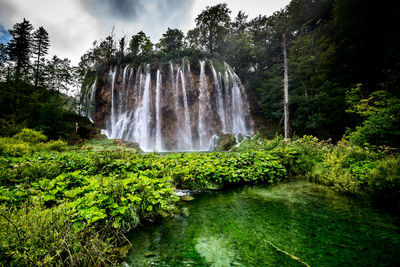 Scenic view of waterfall in forest