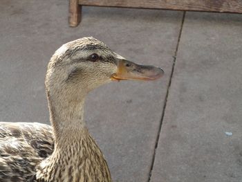 Close-up of a bird